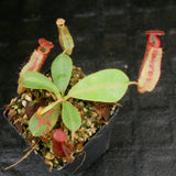 Nepenthes [(lowii x veitchii) x boschiana] x veitchii Bareo