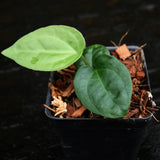 Anthurium carlablackiae x debilis, CAR-0234