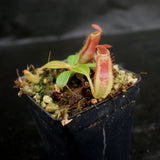 Nepenthes [(lowii x veitchii) x boschiana] x veitchii Bareo