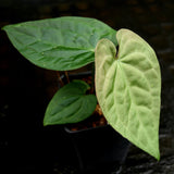 Anthurium forgetii 'Silver' x debilis, CAR-0228