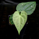 Anthurium forgetii 'Silver' x debilis, CAR-0228