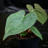 Anthurium forgetii 'Silver' x debilis, CAR-0228