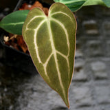 Anthurium crystallinum 'Dark' x carlablackiae, CAR-0229