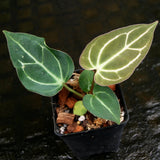 Anthurium crystallinum 'Dark' x carlablackiae, CAR-0229