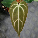 Anthurium crystallinum 'Dark' x carlablackiae, CAR-0229