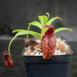 Nepenthes spectabilis x aristolochioides, BE-3663