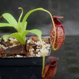 Nepenthes spectabilis x aristolochioides, BE-3663