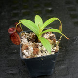 Nepenthes spectabilis x aristolochioides, BE-3663