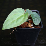 Anthurium (Red crystallinum x magnificum) -Tezula x luxurians, CAR-0236