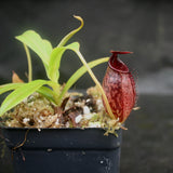 Nepenthes spectabilis x aristolochioides, BE-3663