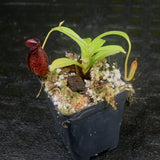 Nepenthes spectabilis x aristolochioides, BE-3663