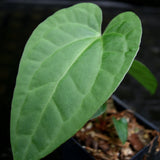 Anthurium crystallinum x debilis, CAR-0235