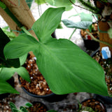 Philodendron camposportoanum