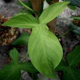 Philodendron camposportoanum