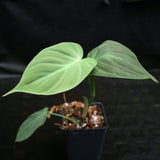 Philodendron camposportoanum