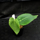 Anthurium marmoratum