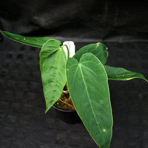 Anthurium marmoratum