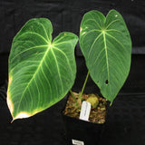 Anthurium marmoratum