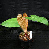 Philodendron lynamii