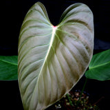 Philodendron lynamii