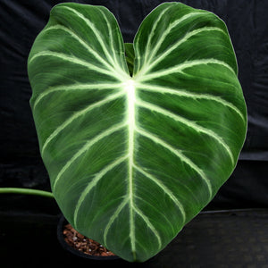 Philodendron luxurians