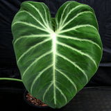 Philodendron luxurians