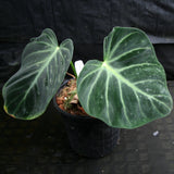 Philodendron luxurians