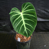 Philodendron luxurians