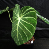 Philodendron luxurians