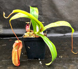 Nepenthes sibuyanensis x (spathulata x jacquelineae), CAR-0038