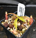 Nepenthes Song of Melancholy x (spectabilis x talangensis), CAR-0043