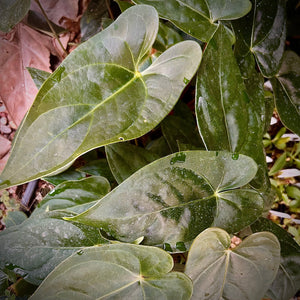 Anthurium regale x nigrolaminum "Gigi"