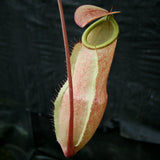 Nepenthes merrilliana, BE-3727