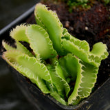 Venus Flytrap- Dionaea muscipula "Kim Jong-Un"