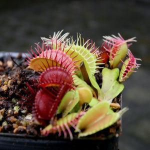 Venus Flytrap- Dionaea muscipula GJ Phalanx Wholesale