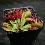 Venus Flytrap- Dionaea muscipula GJ Phalanx Wholesale