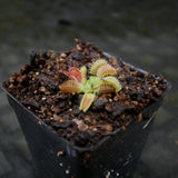 Venus Flytrap- Dionaea muscipula GJ Phalanx Wholesale