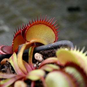 Venus Flytrap- Dionaea muscipula "Draco"