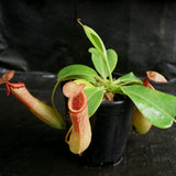 Nepenthes ventricosa "Denver" x truncata, CAR-0145