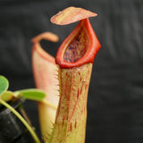 Nepenthes ventricosa "Denver" x truncata, CAR-0145