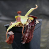 Nepenthes hamata x glandulifera, BE-4501