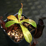 Nepenthes hamata x glandulifera, BE-4501