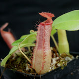 Nepenthes ventricosa "Denver" x truncata, CAR-0145