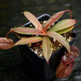 Nepenthes hamata x tenuis, BE-4514