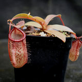 Nepenthes hamata x tenuis, BE-4514