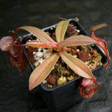 Nepenthes hamata x tenuis, BE-4514