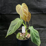 Philodendron Splendid (verrucosum x melanochrysum)