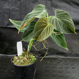 Philodendron Splendid (verrucosum x melanochrysum)