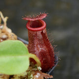 Nepenthes villosa x robcantleyi - Exact Plant