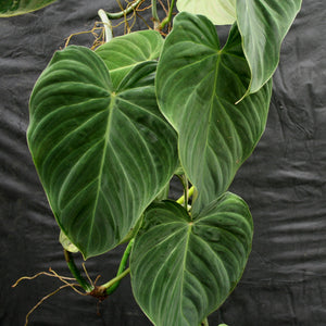 Philodendron Splendid (verrucosum x melanochrysum)